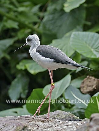 Click to See Next Image