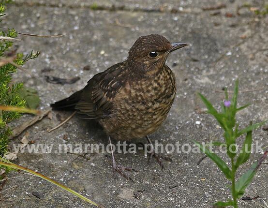 Click to See Next Image