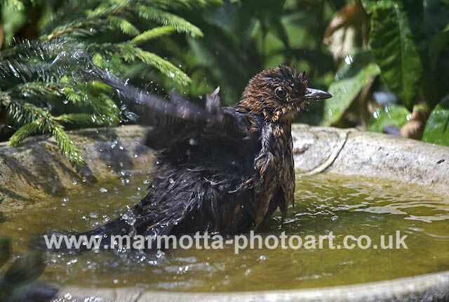 Click to See Next Image