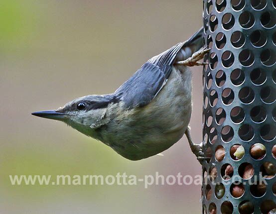 Click to See Next Image