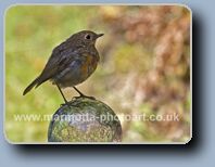 Click to Enlarge