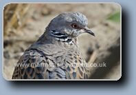 Click to Enlarge