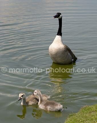 Click to See Next Image