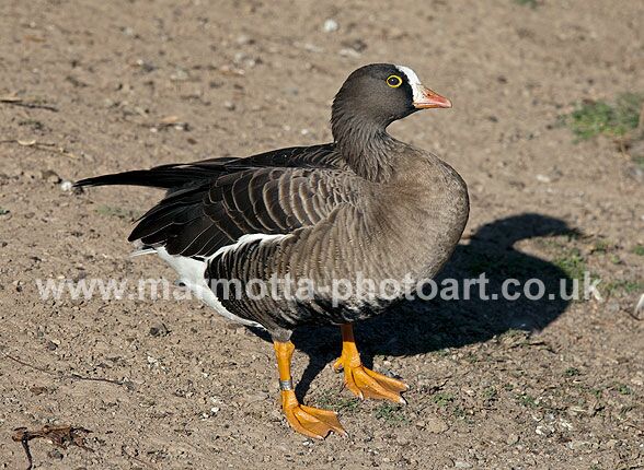 Click to See Next Image