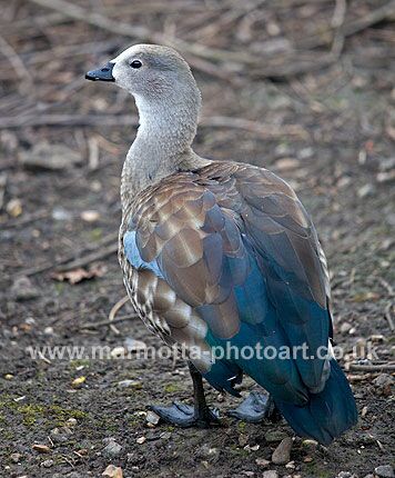 Click to See Next Image