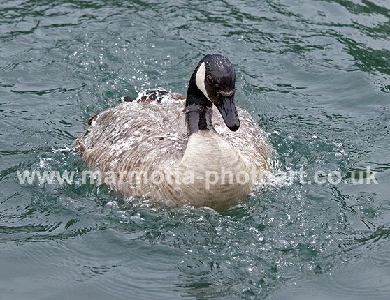 Click to See Next Image