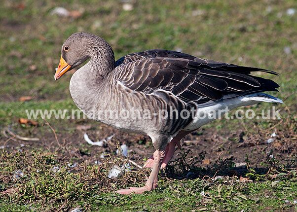 Click to See Next Image