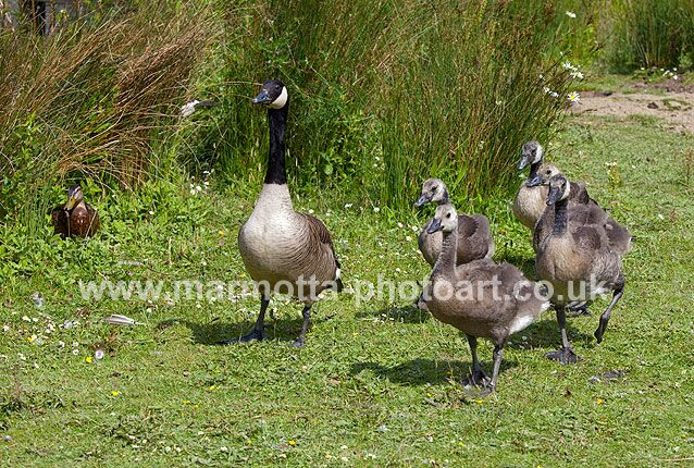 Click to See Next Image