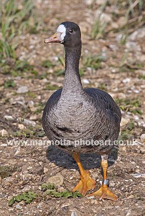 Click to See Next Image