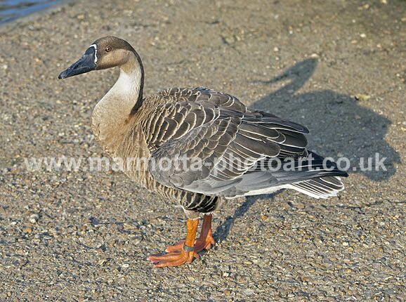 Click to See Next Image