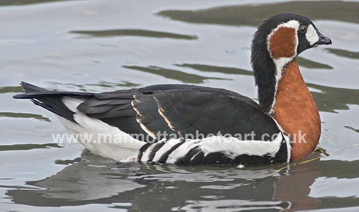 Click to See Next Image