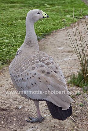 Click to See Next Image