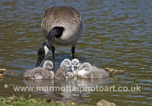 Click to See Next Image