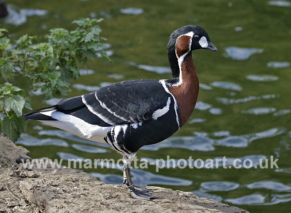 Click to See Next Image