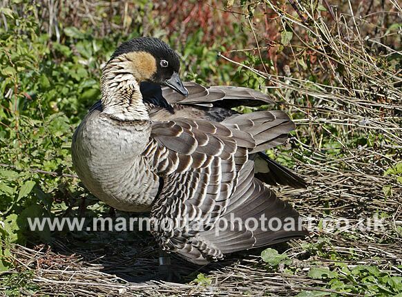 Click to See Next Image