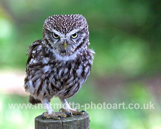 Click to See Next Image