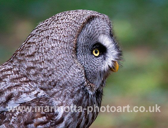 Click to See Next Image