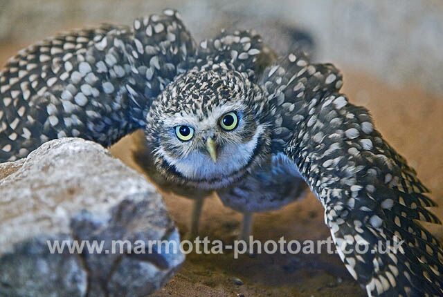 Click to See Next Image