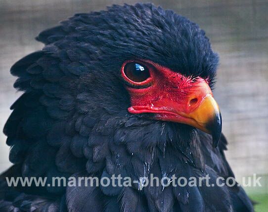 Click to See Next Image