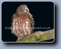 Click to Enlarge