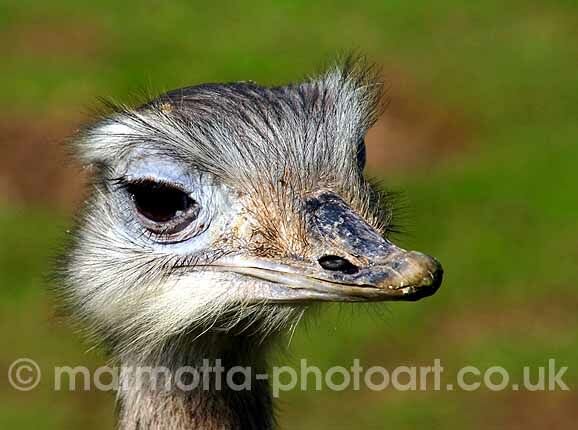 Click to See Next Image