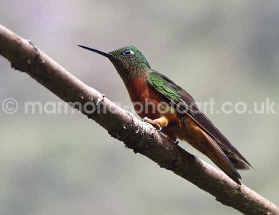 Click to See Next Image