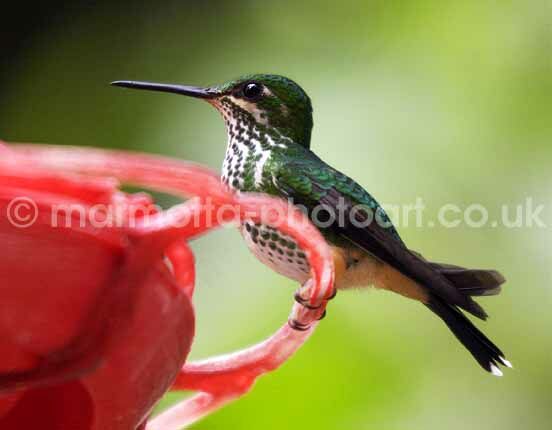 Click to See Next Image