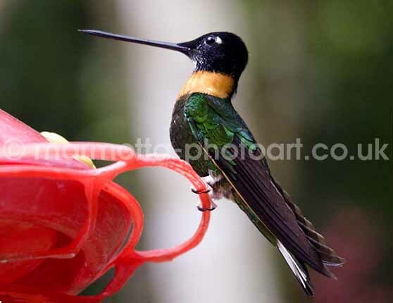 Click to See Next Image