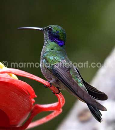 Click to See Next Image