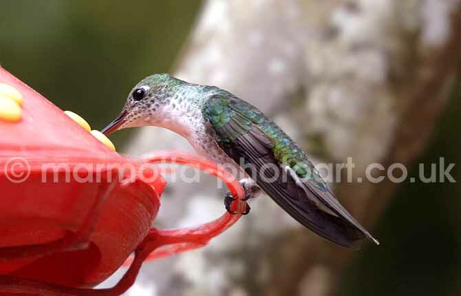 Click to See Next Image