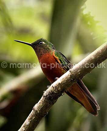 Click to See Next Image