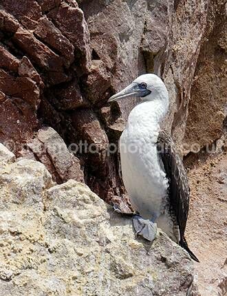 Click to See Next Image