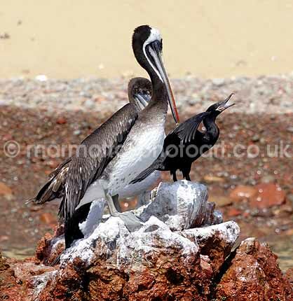 Click to See Next Image