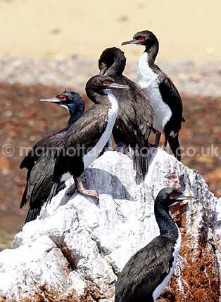 Click to See Next Image