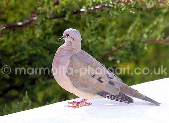 Click to See Next Image