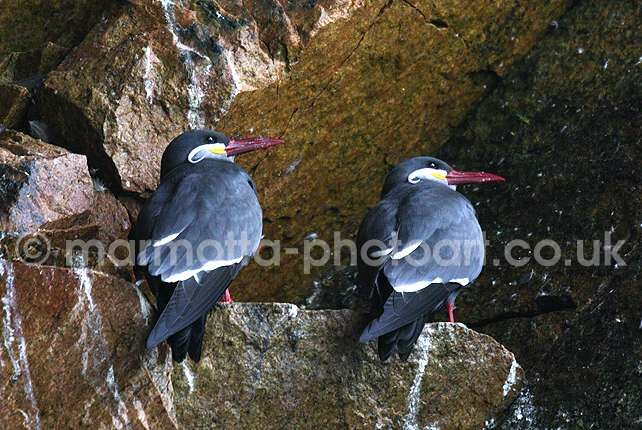 Click to See Next Image