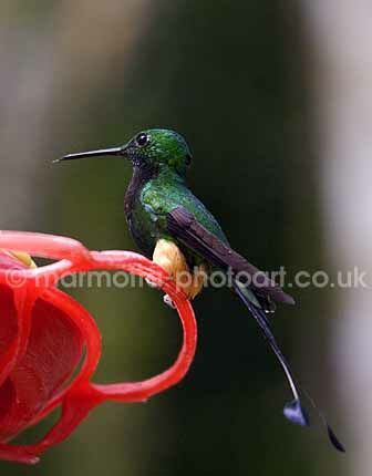 Click to See Next Image