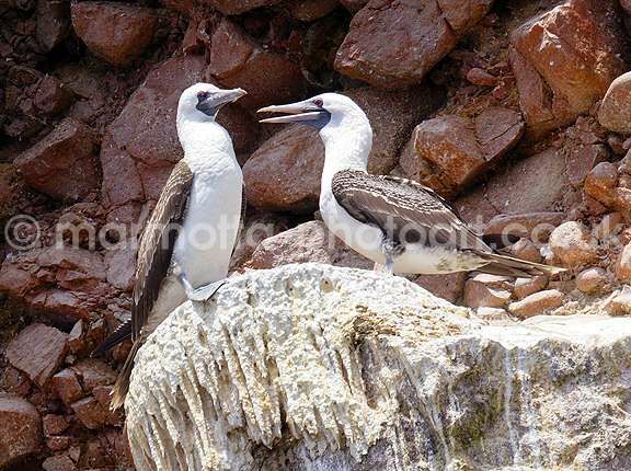 Click to See Next Image