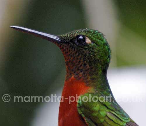 Click to See Next Image