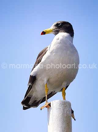 Click to See Next Image