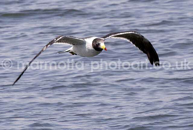 Click to See Next Image