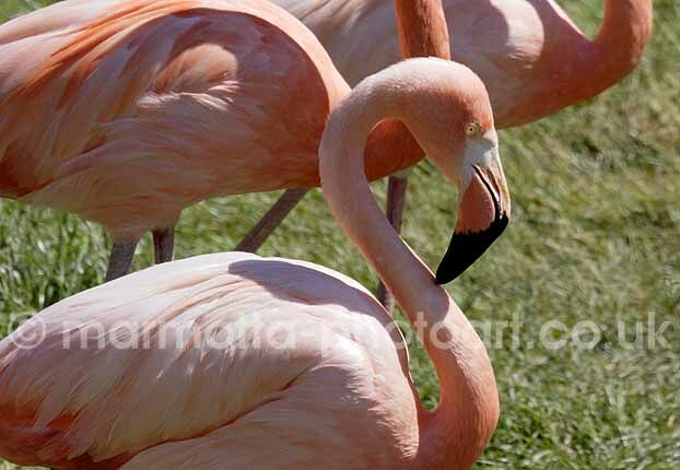 Click to See Next Image