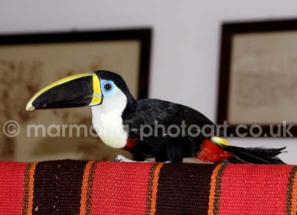 Click to See Next Image