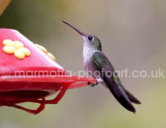 Click to See Next Image