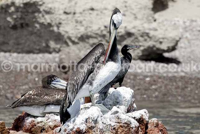 Click to See Next Image