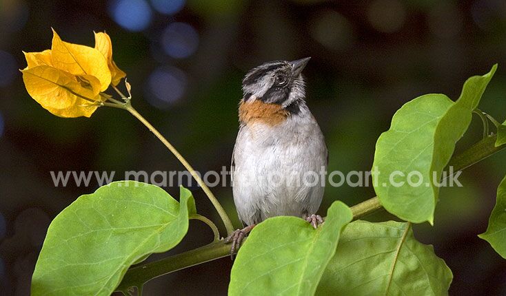 Click to See Next Image