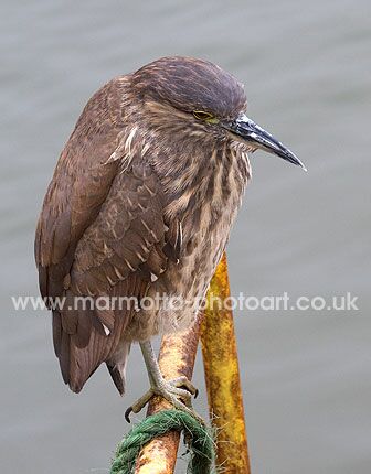 Click to See Next Image