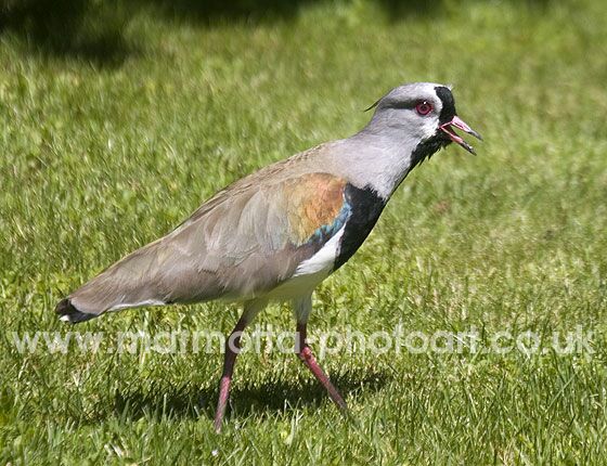 Click to See Next Image