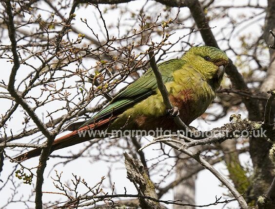 Click to See Next Image