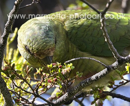 Click to See Next Image